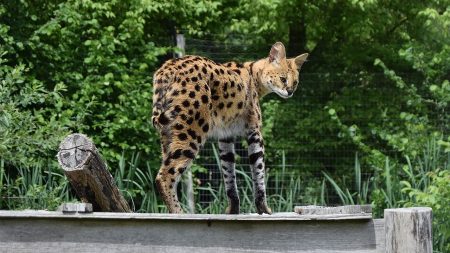 Oise : le serval recherché par les gendarmes a été retrouvé mort près du viaduc de Chantilly