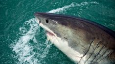 Pour sauver sa femme, il frappe un requin à coups de poing