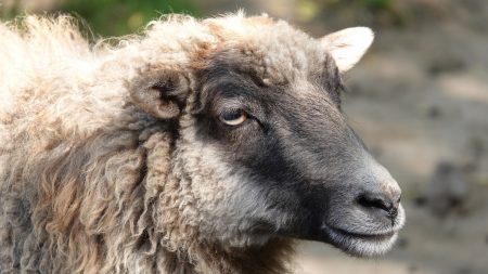 Nice : il égorge un mouton dans sa baignoire pour la fête musulmane de l’Aïd-el-Kébir