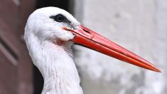 [Vidéo] Une cigogne s’invite dans la cuisine d’un conseiller municipal de Cernay en Alsace