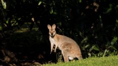 [Vidéo] Il filme un wallaby près de Rennes, en pleine nuit au milieu de la route