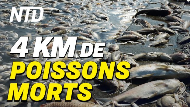 Focus sur la Chine (11 septembre): des poissons morts sur 4km de plage en Chine