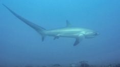 Pêche accidentelle : un requin-renard vendu dans un hypermarché fait polémique