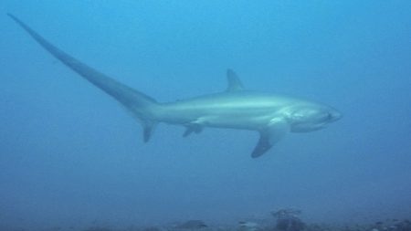 Pêche accidentelle : un requin-renard vendu dans un hypermarché fait polémique