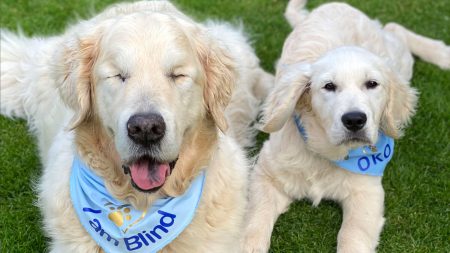 Un golden retriever aveugle se fait accompagner par son propre petit chien guide pour trouver son chemin lors de ses promenades