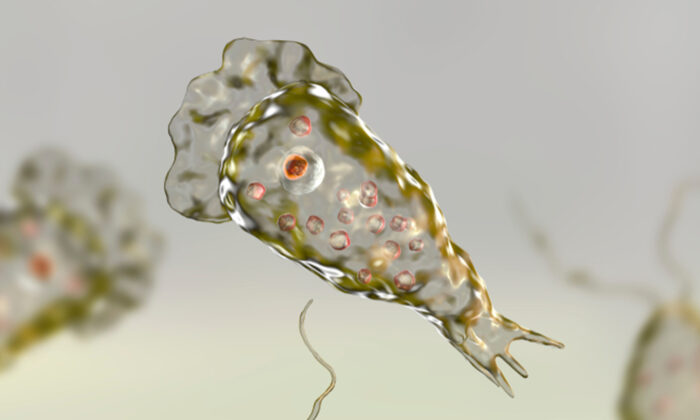 Naegleria fowleri (Illustration - Kateryna Kon/Shutterstock)