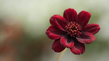 Les fleurs « cosmos chocolat » dégagent un doux parfum qui vous rappellera le gâteau rouge velours