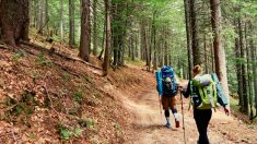 Un randonneur blessé, en délire et amaigri après 14 jours passés dans la forêt, est retrouvé par un père et ses enfants