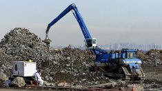 Comment la plus grande décharge de New York est transformée en son plus grand espace vert : le parc Freshkills