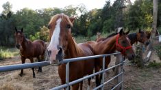 153 enquêtes ouvertes pour mutilation de chevaux en France dont 30 très graves