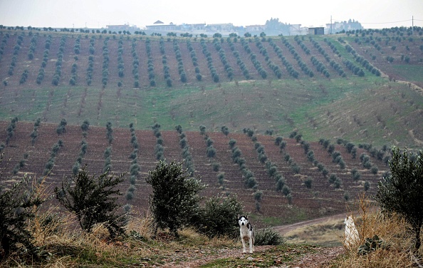 -Suleiman Sheikho, un Kurde syrien de 56 ans originaire d'Afrin, se tient dans une oliveraie faite d'arbres passés en contrebande depuis la Syrie voisine, le 22 février 2020 à Arbil. Photo par SAFIN HAMED / AFP via Getty Images.