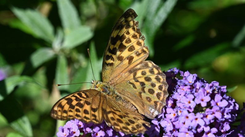 -Un papillon est vu sur une plante dans un jardin dans le sud de l'Allemagne, le 5 septembre 2020. Photo par Christof STACHE / AFP via Getty Images.