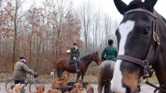 La préfète de l’Oise autorise l’usage de la force pour disperser les attroupements des opposants de la chasse à courre