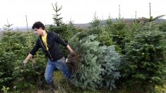 Les producteurs de sapins en colère face au maire de Bordeaux qui veut supprimer les sapins de Noël