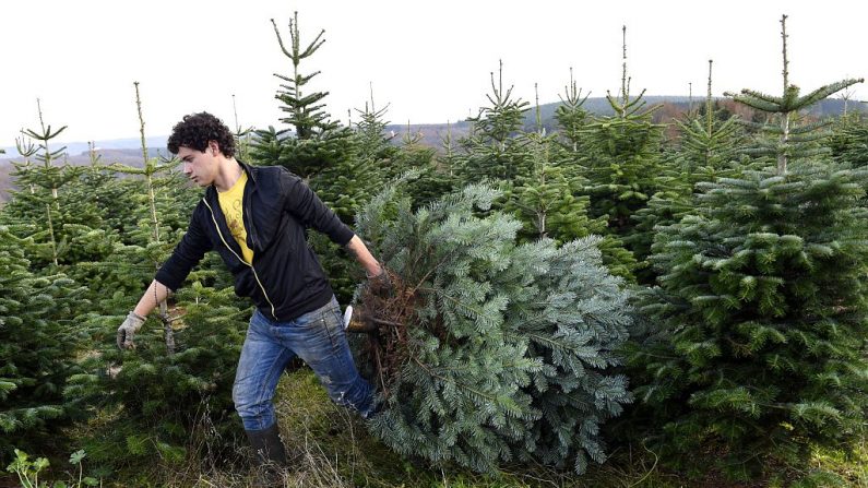 Un ouvrier traîne un sapin coupé dans une ferme d'arbres de Noël à Brassy, dans le Morvan (PHILIPPE DESMAZES/AFP via Getty Images)