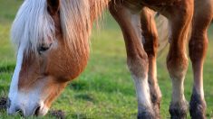 Nord : le ramassage scolaire se fait avec des chevaux de trait dans la ville de Bachy