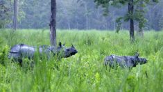 Deux bébés rhinocéros de Java, espèce en voie d’extinction, repérés dans un parc indonésien