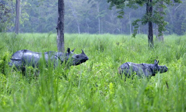 -Illustration- Un rhinocéros à une corne et son veau se dressent dans la prairie au sanctuaire de la vie sauvage de Jaldapara. Photo Deshakalyan Chowdhury / AFP via Getty Images.