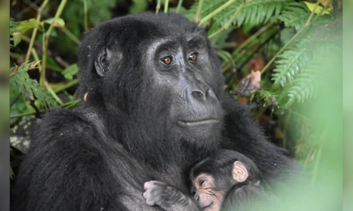 (Avec l'aimable autorisation de l'Uganda Wildlife Authority)