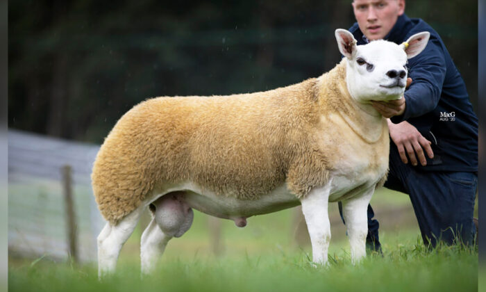 (Avec l'aimable autorisation de Catherine MacGregor/Texel Sheep Society)
