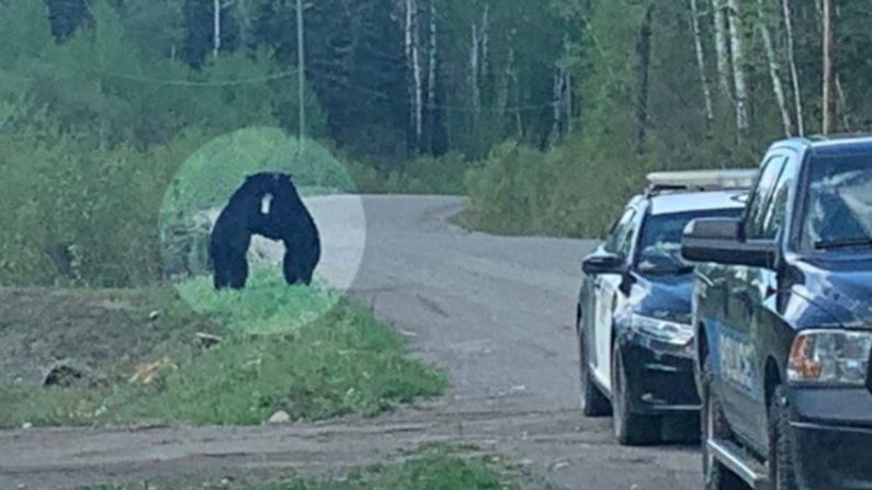 (Avec l'aimable autorisation de Nicole Haueisen/Police provinciale de l'Ontario - Région du Nord-Ouest)