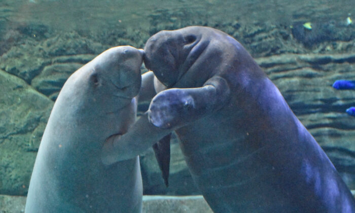 (Zoo et jardin botanique de Cincinnati)