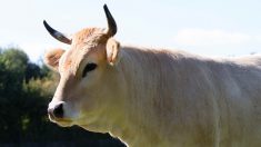 Nantes : il promène sa vache dans les rues sous le regard médusé des passants