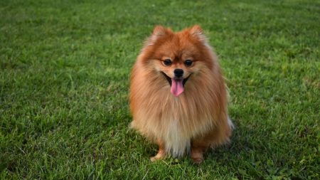 Montpellier : elle se fait voler sa chienne en pleine rue, l’animal est revendu au marché aux puces