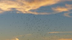 Des nuées d’insectes volants envahissent le département de l’Hérault