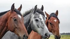 « Vous perdez un ami » : le « traumatisme » de l’éleveuse d’un cheval mort mutilé