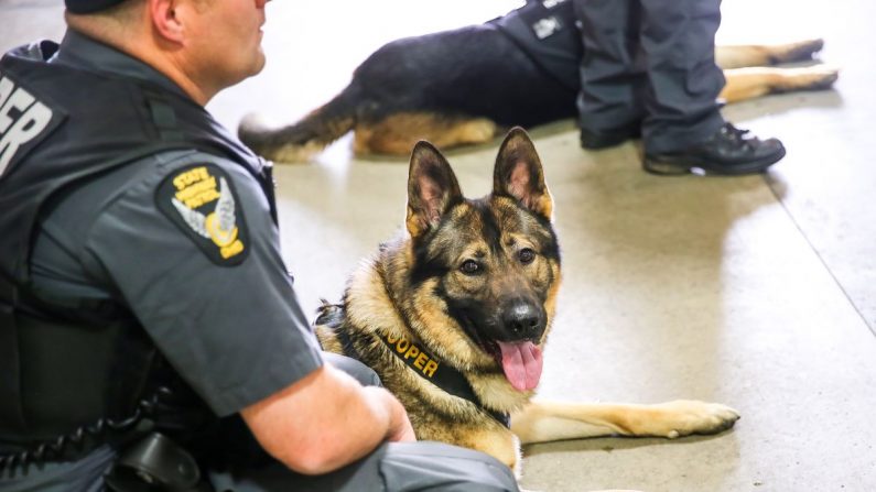 Un policier et un chien policier sur une photo d'archives (Leah Tornabene via CNN) 