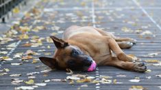 Pyrénées-Orientales : un chien sauve la vie de son maître en attendant les secours