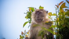 Malaisie : il découvre les selfies d’un singe sur le smartphone qu’il avait perdu