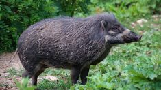 Indre-et-Loire : il découvre un sanglier de 60 kilos qui vient de plonger dans sa piscine