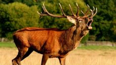 Vidéo – Il se retrouve face à face avec un cerf en plein brame, en Corse