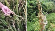 Les agriculteurs chinois demandent de l’aide, car les cultures de riz sont ruinées par les inondations