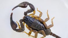 Bègles : elle découvre un scorpion dans sa chambre à coucher