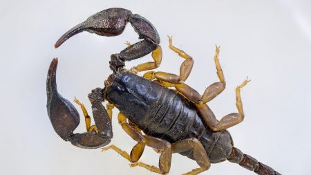 Bègles : elle découvre un scorpion dans sa chambre à coucher