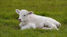 Lozère : un veau retrouvé mort et mutilé dans un élevage de Les Bessons