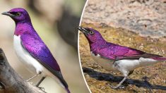 Le spectaculaire étourneau améthyste africain ressemble à une pierre précieuse vivante avec des ailes