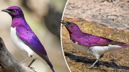 Le spectaculaire étourneau améthyste africain ressemble à une pierre précieuse vivante avec des ailes