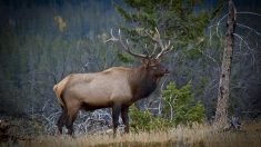 États-Unis : après avoir blessé un wapiti, un chasseur se fait tuer par ce même animal