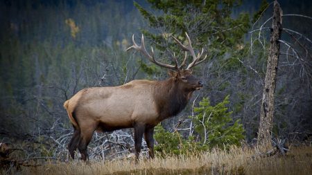 Un wapiti américain enfin libéré du pneu coincé autour de son cou depuis deux ans