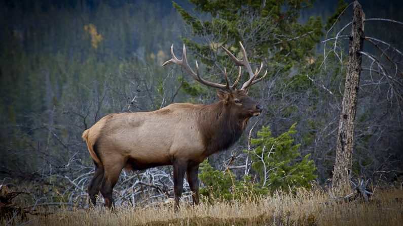 Le wapiti du Colorado enfin libéré du pneu qu'il avait autour du cou. Illustration. (photo Pixabay)