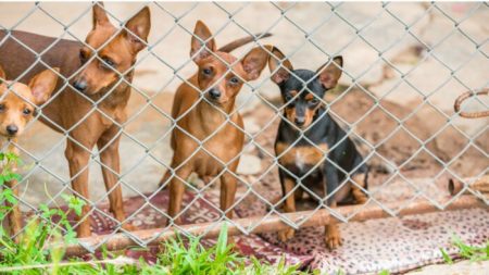 Un refuge sauve 26 chihuahuas vivant en cage dans un appartement après que leur propriétaire a été expulsée