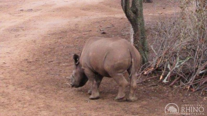 (Avec l'aimable autorisation de l'International Rhino Foundation)