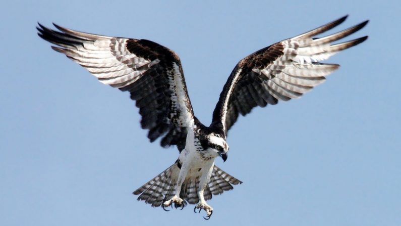 Un balbuzard pêcheur 