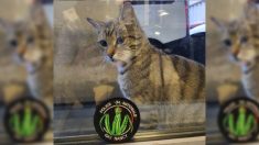 Nancy : les policiers adoptent un chaton abandonné qui devient leur mascotte