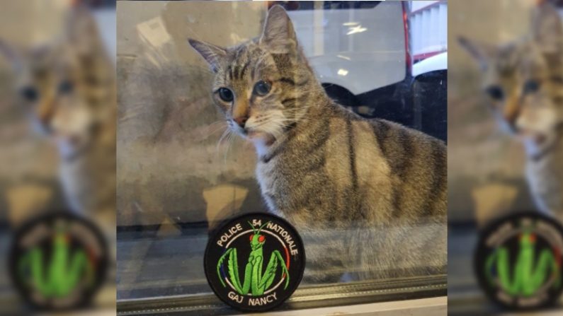 Mirabelle, le chaton adopté par les policiers de Nancy depuis cet été. (Crédit : DDPS54)