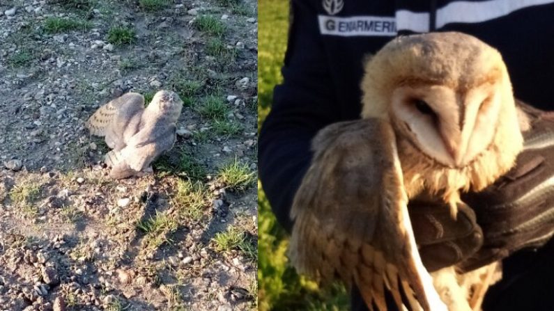 La chouette qui se trouvait en difficulté a été recueillie par les gendarmes. (Crédit : Gendarmerie de la Seine-Maritime)